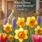 What’s your favorite spring flower to see bloom around Aurora? 