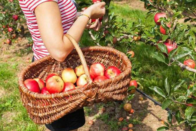 The Best Orchards Near Aurora and a Homegrown Orchard Coming Soon!