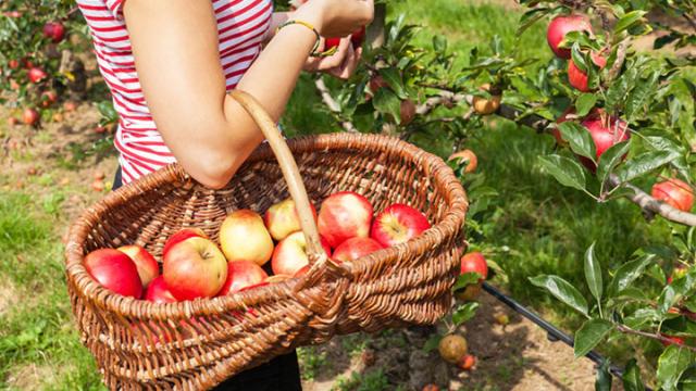 The Best Orchards Near Aurora and a Homegrown Orchard Coming Soon!