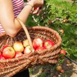 The Best Orchards Near Aurora and a Homegrown Orchard Coming Soon!