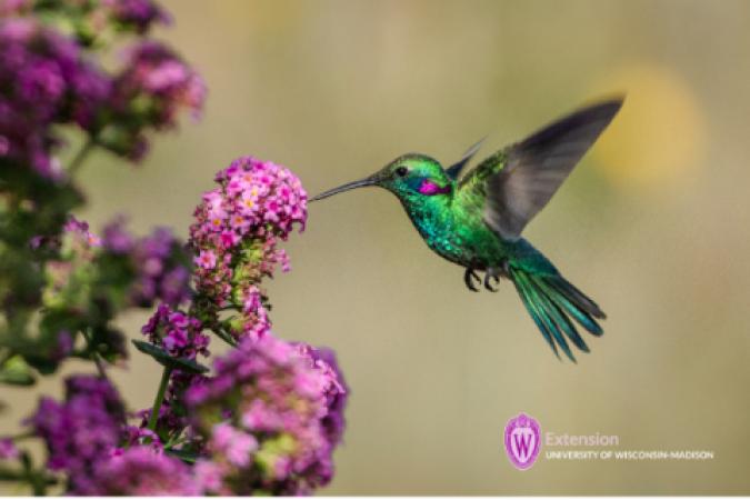 Gardening for Hummingbirds