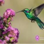 Gardening for Hummingbirds