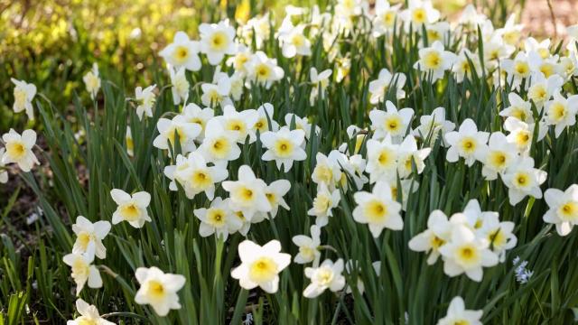 Spring Plant Sale