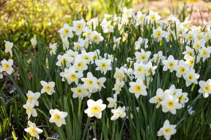 Spring Plant Sale