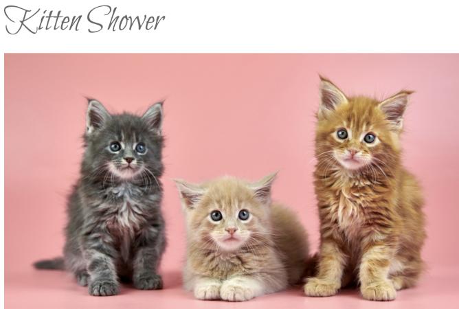 Kitten Shower