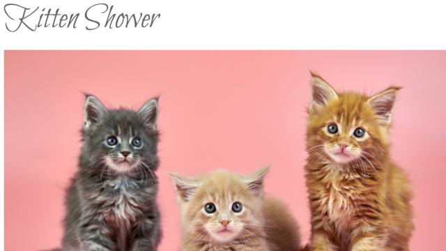 Kitten Shower