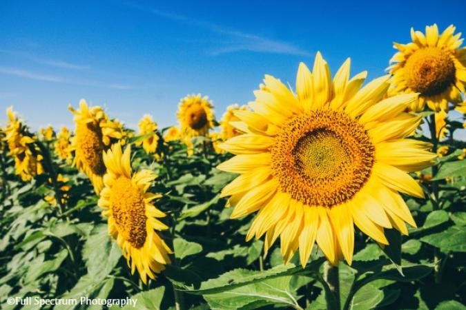 Skelly's Sunflower Experience