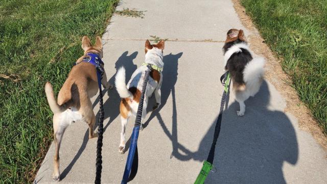 Hops and Paws Pet Services 