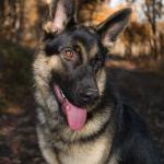 Legacy K9s