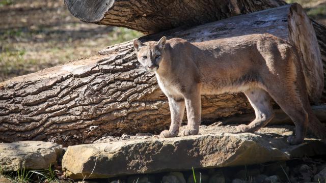 Wildlife Prairie Park