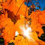 Detweiller Park: Peoria’s Natural Playground