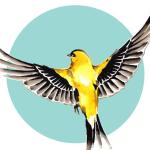 The Golden Finch Boutique