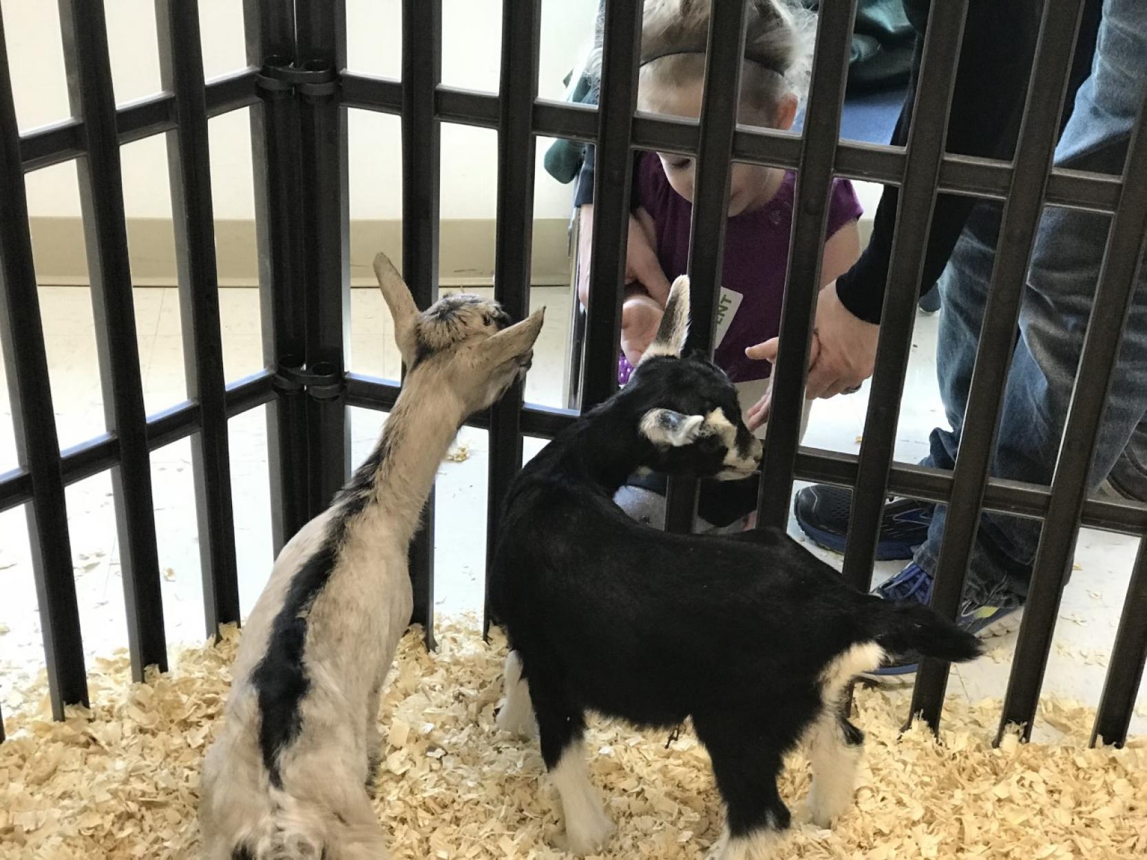  Spend the Day on the Farm at Discovery Center