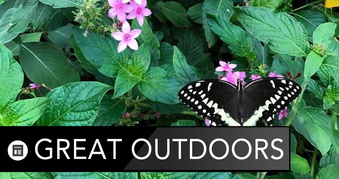 Great Outdoors: The Butterfly Exhibit