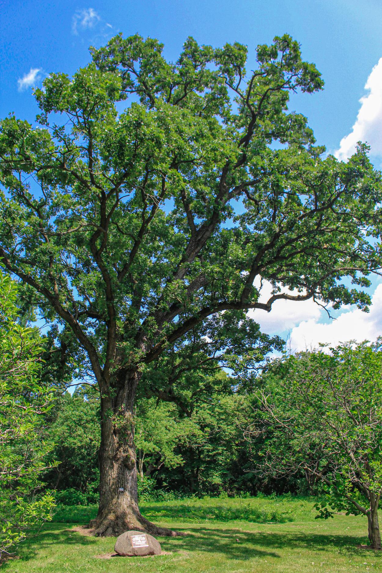 Care for Your Trees and Shrubs