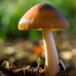 Poisonous Mushrooms of Illinois