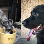 Wine & Dine Under the Sign: With Your Canine!