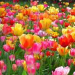 Bulbmania: FREE Education Class