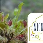 Nicholas at Night: Carnivorous Plant Carnival