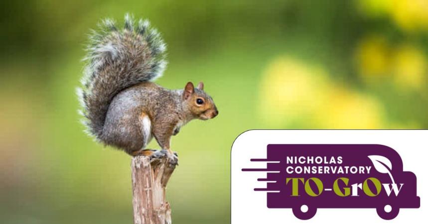 NCG TO-GrOw: Squirrel Feeders