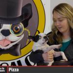 Full Service Salon For Pets of All Sizes w/ Bowties Pet Salon