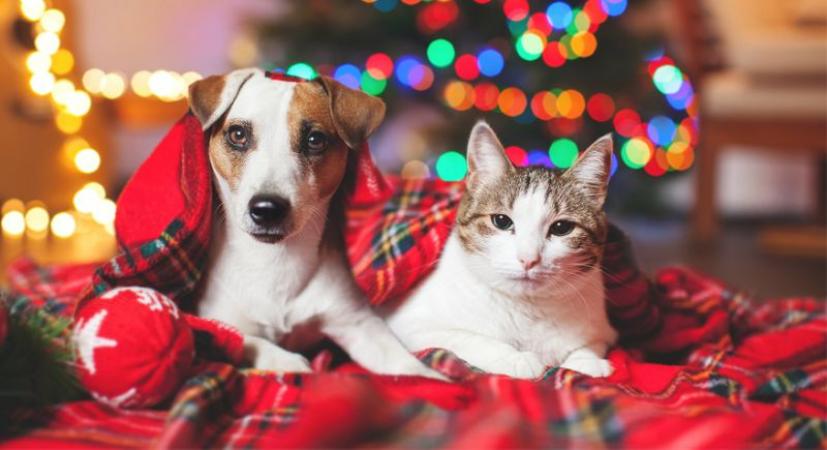 Gift Ideas for Pet Lovers
