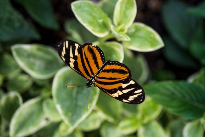 Simply Spring: Butterfly Exhibit