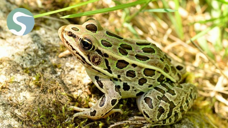 Frog Adventure at Forest Preserves of Winnebago County Headquarters