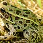Frog Adventure at Forest Preserves of Winnebago County Headquarters
