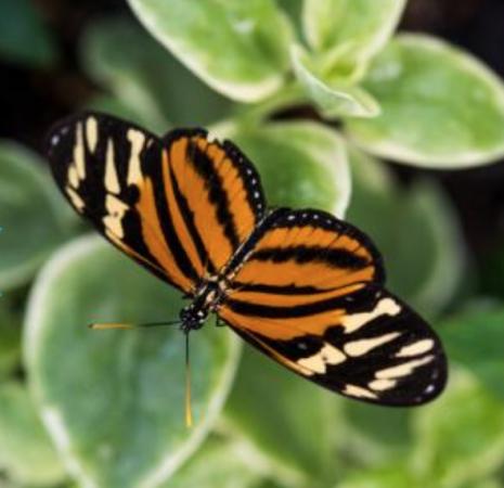 Simply Spring: Butterfly Exhibit