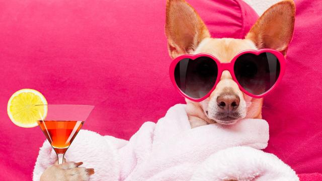 Best Spots in the 815 for Dogs!