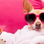 Best Spots in the 815 for Dogs!