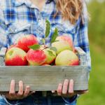 Best Apple Orchards in the 815!