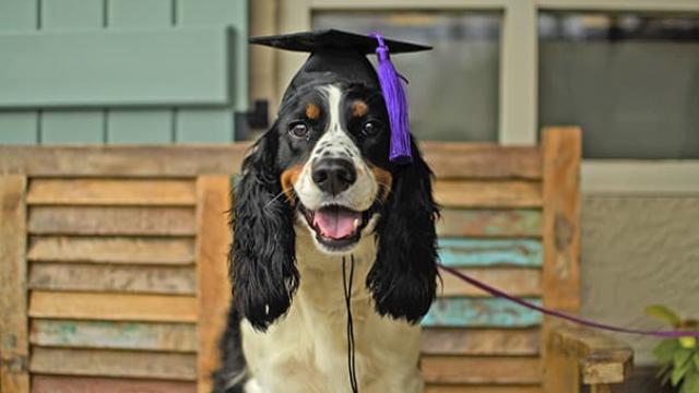 Favorite Dog Trainer