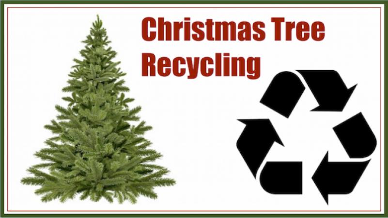 Christmas Tree Recycling with KNIB!