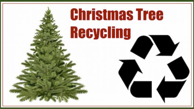Christmas Tree Recycling with KNIB!