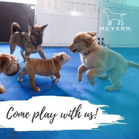 Puppy Social Time