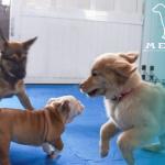 Puppy Social Time