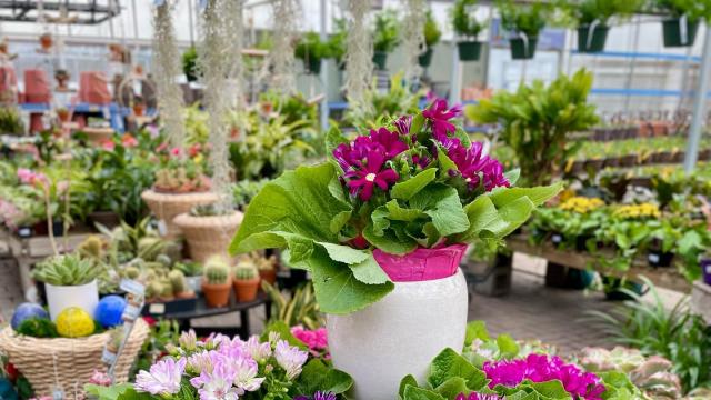 Revamp Your Green Spaces with Local Garden Centers 