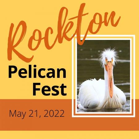 Rockton Pelican Fest Celebrates  American White Pelicans and the Community