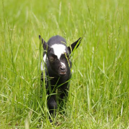 Goat Hike!