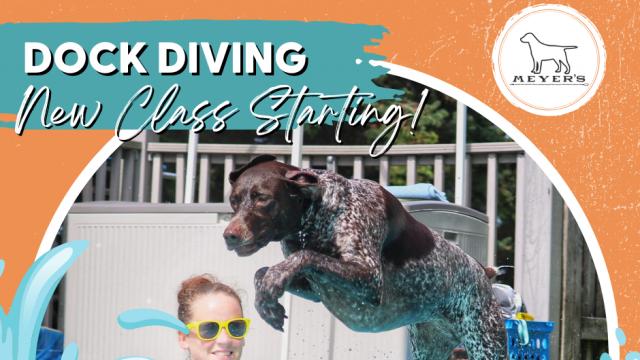 Intro to Dock Diving Class