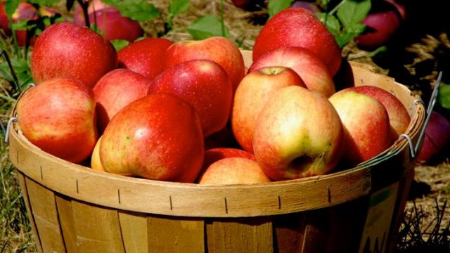 The Orchards Are Open!