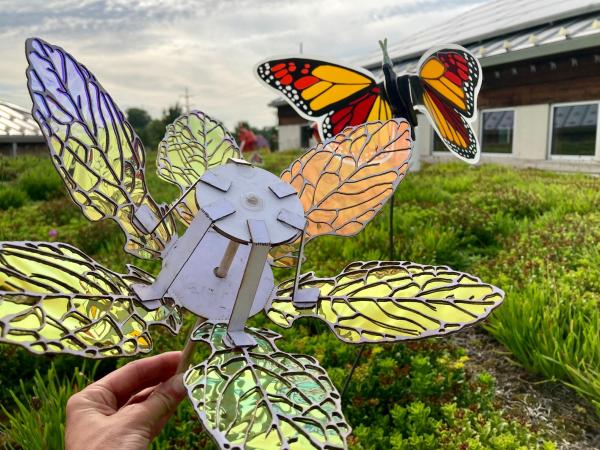 Delicate Forces Program: Butterflies and Dichroic Flowers