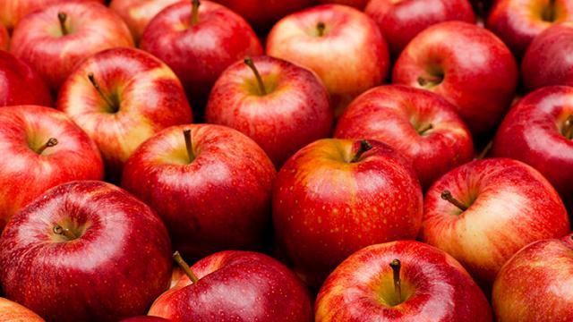 Favorite Apple Orchard