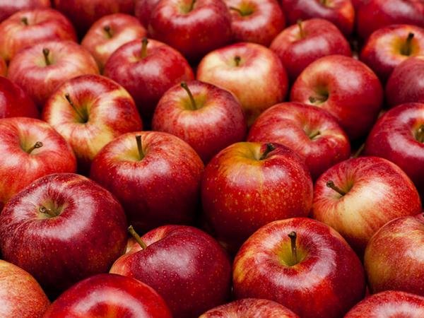 Favorite Apple Orchard
