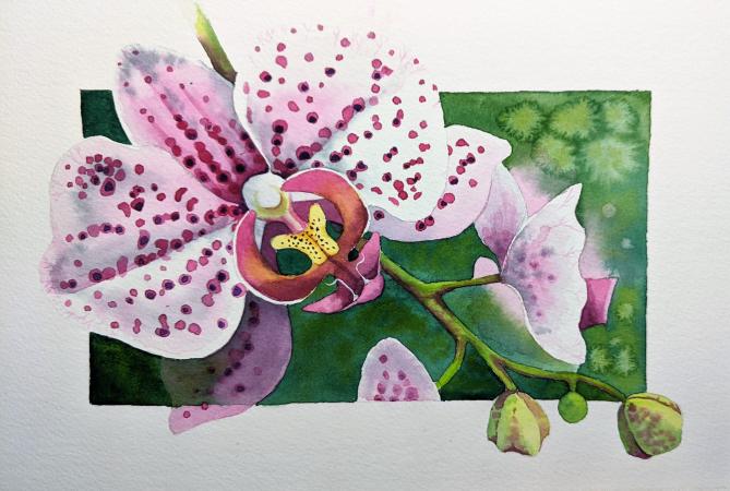 Orchid Watercolor Painting with Cindy Bear