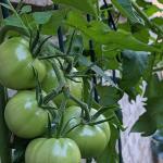 In the Outdoors: Growing a Garden