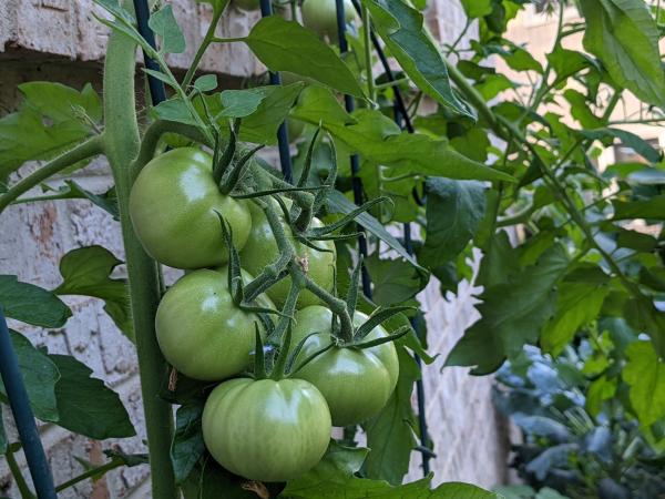 In the Outdoors: Growing a Garden