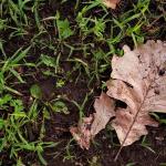 Volunteer Tree Planting
